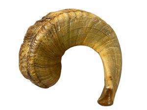 Cuerno de Shofar de Oveja Natural Pulido - Decoración Religiosa Ecológica para el Hogar de Alta Calidad - Product Image 3