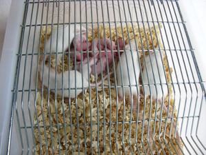 Yüksek kaliteli polipropilen plastik lüks <span class=keywords><strong>Pet</strong></span> sürüngen laboratuvar fareler Lab kemirgen fare hayvan sıçan üreme kafesi su şişesi - Product Image 5