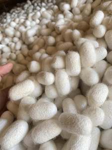 Capullo de gusano de seda blanco de grado A, fibra blanca Natural duradera para la industria textil, capullo de seda, belleza, uso de la piel, origen Vietnam - Product Image 2