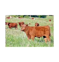 Fournisseur en gros de bétail Red Angus pour les éleveurs et les entreprises agricoles