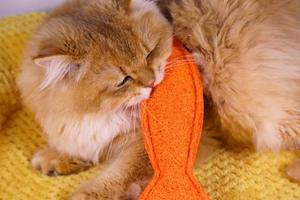 Juguete Masticable para Mascotas de Luffa Natural, Seguro, No Tóxico, Ecológico, para la Salud Dental y Limpieza de Dientes, OEM ODM - Product Image 5