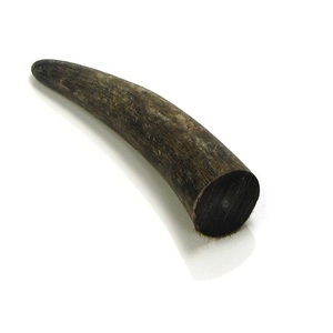 เขาควายดิบธรรมชาติและปลายเขาควาย มีสีดำและสีธรรมชาติ สำหรับขนาดและเขาตามสั่ง - Product Image 4