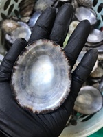 Coquille de limace polie à prix abordable, artisanat de haute qualité, 100% naturel, écologique, livraison rapide, fabriqué au Vietnam, décoratif