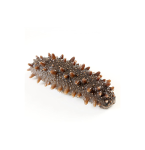 Expédition immédiate : Concombre de mer surgelé de qualité supérieure, qualité alimentaire, vente en gros, approvisionnement en vrac, qualité supérieure, fabricant exportateur - Product Image 1