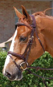 บังเหียนม้าอเนกประสงค์แบบมีเบาะหนังสีน้ำตาลพร้อมสายบังเหียน - Product Image 5