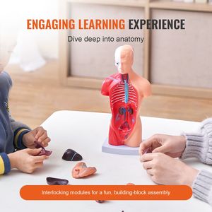 Modello di anatomia del busto umano da 11 pollici Modello di corpo umano educativo in 15 parti rimovibili per la scuola di apprendimento scientifico - Product Image 3