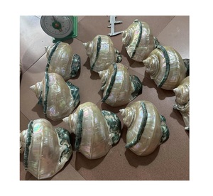 Concha marina natural pulida decorativa para decoración del hogar con acabado iridiscente y detalles de borde verde - Product Image 1