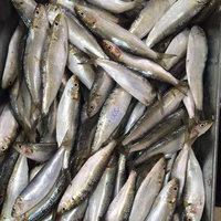 Sardines Entières Fraîches Congelées Pilchardus – Faible MOQ – Fabricant de Sardines Entières Nutritives – Prix de Gros