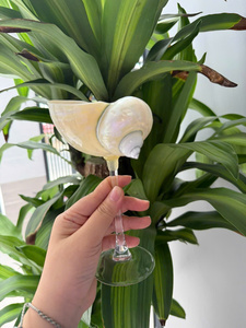 Vietnam Seashell Cocktail Glass Natural Conch Shell Design for Wine Cocktails Wedding Tables Beach Parties and Home <b>Bars</b> - Product Image 2