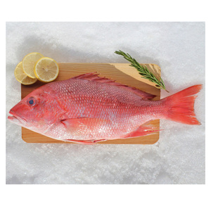 ผู้จัดจำหน่ายปลาทะเลแดงแช่แข็ง - Product Image 4