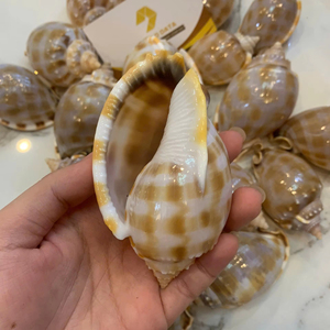 เปลือกหอยทะเลแท้หลากหลายชนิดสำหรับตกแต่งแจกัน ตกแต่งตู้ปลา และงานศิลปะ - Product Image 1