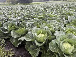 ผักสดคุณภาพเยี่ยมขายดี ผักใบเขียว ผักโขม หัวไชเท้า กะหล่ำปลี มันเทศญี่ปุ่น - Product Image 4