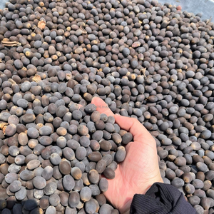 Bulk Premium Grade Dried Black Lotus Seeds From Vietnam | Moisture 14% Max 50kg PP Bags | Best Price for Large Orders - Product Image 1