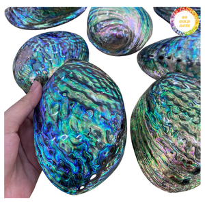 Wholesale Green <b>Abalone</b> <b>Shell</b> Polished - Product Image 4