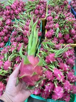 Vers Drakenfruit Uit Vietnam Dat Van Nature Wordt Gekweekt Voor Export, Zoete Smaak, Heldere Huid, Ideaal Voor Detailhandel En Foodservice