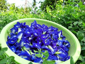 Standard Bulk Dried Butterfly Pea Flowers Natural Blue Petals Herbal <b>Slimming</b> <b>Tea</b> Beverage Processing Wholesale Vietnam Supply - Product Image 1