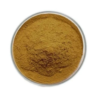 Extrait de champignon Crinière de lion de qualité supérieure OEM ODM 10:1, poudre d'Hericium Erinaceus 100 % pure, en gros, provenant d'Inde - Product Image 2