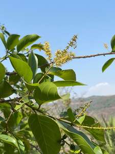 Ayurvedic Black Harad Terminalia Chebula - Product Image 6