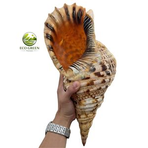 Concha de Tritón Grande, Concha Natural para Decoración de Acuarios, Adorno para el Hogar de Estilo Costero, Precio al por Mayor - Product Image 6