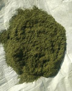 ORGANIC CANDLE BUSH LEAVES FROM INDONESIA - Product Image 1