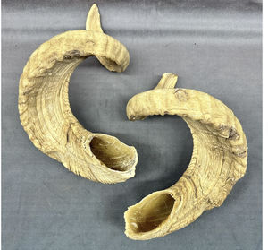 Shofar de cuerno natural para soplar y propósito religioso Kosher Shofar Cuerno de oveja Ram pulido por Tayyab Handicraft - Product Image 1