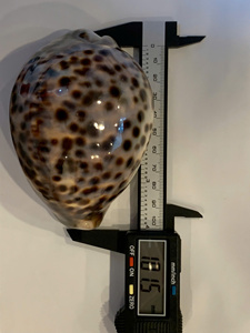Concha Marina Natural Grande de Cypraea Argus (Ojo de Tigre) para Decoración Artesanal, Venta al por Mayor Directa de Fábrica en Vietnam, Leporicypraea Mappa - Product Image 3