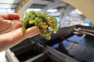 Uvas de mar verdes secas tostadas naturales de alta calidad 100% (Seagrapes) Vietnam Laver Variety Premium Green Caviar Style Bag - Product Image 5