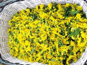 Élégante fleur de chrysanthème séchée pour la décoration de la maison et du bureau Beauté intemporelle pour illuminer n'importe quelle pièce ou événement - Product Image 2