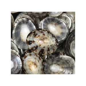 Conchas de Limpet de Calidad Premium: Suministro Puro para Sistemas de Decoración Comercial y Componente Confiable para Instalaciones a Gran Escala - Product Image 3