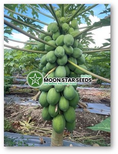 Semillas Híbridas de Papaya T2 F1, 99% de Pureza, 80% de Germinación - Product Image 5