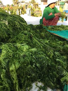 ผงสาหร่ายสีเขียว2024จากเวียดนาม/ส่งออกร้อนสาหร่ายสีเขียวพาวเวอร์ราคาที่ดีที่สุด /ms.thi - Product Image 3