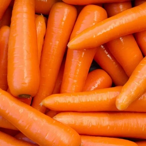 Zanahorias Orgánicas Frescas, Raíz Entera, Vegetales Naturales de Alemania, 30cm, para Suministro al por Mayor - Product Image 1