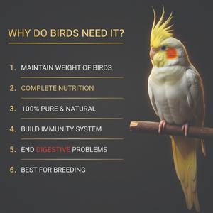 Alimento Premium para Periquitos, Mezcla de Semillas Naturales para Aves, Nutrición Avanzada para Periquitos, Proveedor de Fábrica de Alimentos para Mascotas al por Mayor - Product Image 6