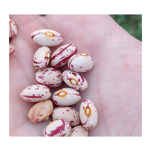 Frijoles Rojos Pintados con Puntos, Directo de Fábrica, Ofrecidos para la Venta con Precios Competitivos al por Mayor - Product Image 1