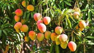 Rodajas de Mango Seco Premium, Fruta Tropical de Estilo Gourmet con Sabor Dulce a Mango, Color Dorado Brillante, Textura Suave y Masticable - Product Image 2