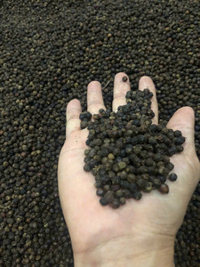 Raw Dried White Pepper and Coriander Seeds Whole Round Spices Vietnam GT7 Single Herbs &amp; Spices Variety - Product Image 3
