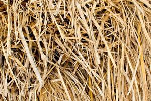 Pacas de heno de paja de trigo desinfectantes frescas de alta calidad a la venta para países de Oriente Medio, tamaño pequeño, grande y pesado - Product Image 2