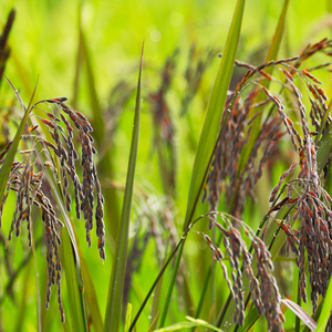 Fideos de Arroz Secos de Alta Calidad con 24 Meses de Duración, 100% Almidón de Arroz Puro de Vietnam, Nadisa, Alimento Fresco - Product Image 5
