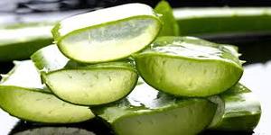 Rodajas de Aloe Vera Orgánico Congeladas de Alta Calidad al Mejor Precio para Deliciosas Hojas de Aloe Vera Orgánico Listas para Exportación a Granel desde Vietnam - Product Image 4
