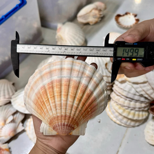 Conchas de Vieira a Granel KMI 9–12 cm Proveedor de Vietnam para Manualidades, Decoración y Uso DIY - Product Image 2