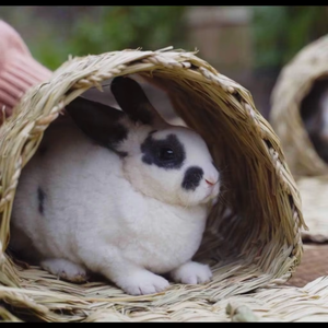 Tunnel de couchage chaud en paille naturelle pour l'hiver, abri tressé pour lapin, cochon d'Inde, chinchilla, petit animal de compagnie, jouet de cage - Product Image 2