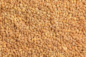 Granos de Cebada Perlada 100% Orgánica Premium a Granel para Malteado, Secados Directamente del Mejor Proveedor de Cebada Orgánica - Product Image 4