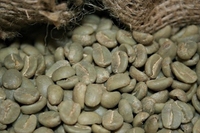 Granos de Café Verde Robusta Orgánico de Vietnam, Tamaño 18, Certificado ISO 22000, Bolsas de 1000 kg, Solo 0.1% de Granos Negros, TNFOOD