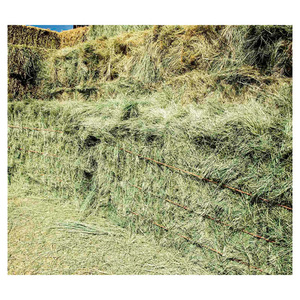 Foin d'alfalfa pour le commerce en gros, alimentation animale riche en nutriments pour les fermes laitières, les ranchs et les entreprises d'élevage. - Product Image 6