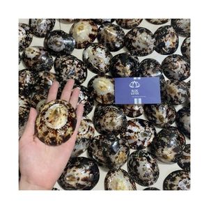 MÁS VENDIDO 2026 Conchas de Limpet Naturales para Fabricación de Velas y Diseño, Conchas Marinas Puras, Limpias, Seguras, Resistentes al Calor, Colección Coastal Gear - Product Image 2