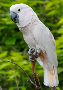 Moluccan Cockatoo Birds for Aviculture Breeding Ornamental Bird Farms <b>Aviaries</b> and Wholesale Supply - Product Image 6