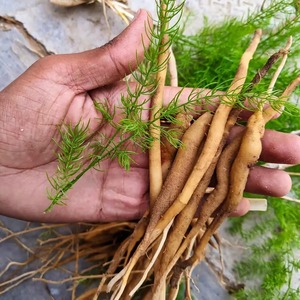 Racine séchée naturelle d'asperge racemosus (Shatavari) pour la santé et le bien-être féminins, disponible au meilleur prix - Product Image 2