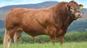 Ganado Limousin Premium para Suministro al por Mayor y Cría Comercial de Ganado - Product Image 5