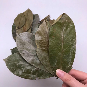 Export Quality Dried Soursop Leaves 100% Pure Graviola Leaves OEM Custom Packaging Bulk Supply - Product Image 5