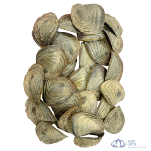 [MEJOR VENTA] |   Operculum de Murex, Concha Marina Seca, Ingrediente para Incienso Aromático, Suministro de Perfumería, Vietnam - Product Image 1
